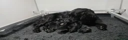 Cocker Spaniel dogs for sale: KC Registered Working Cocker Spaniel Puppies  - Advert 9