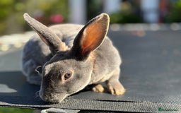 Rex rabbits for sale: 2 boys remaining. Vienna gene carrier Mini Rex - Image 1