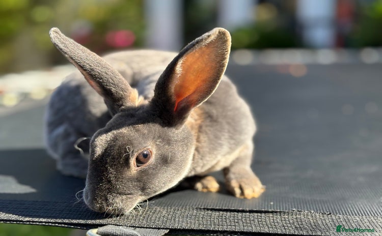 Rex rabbits - Advert 5