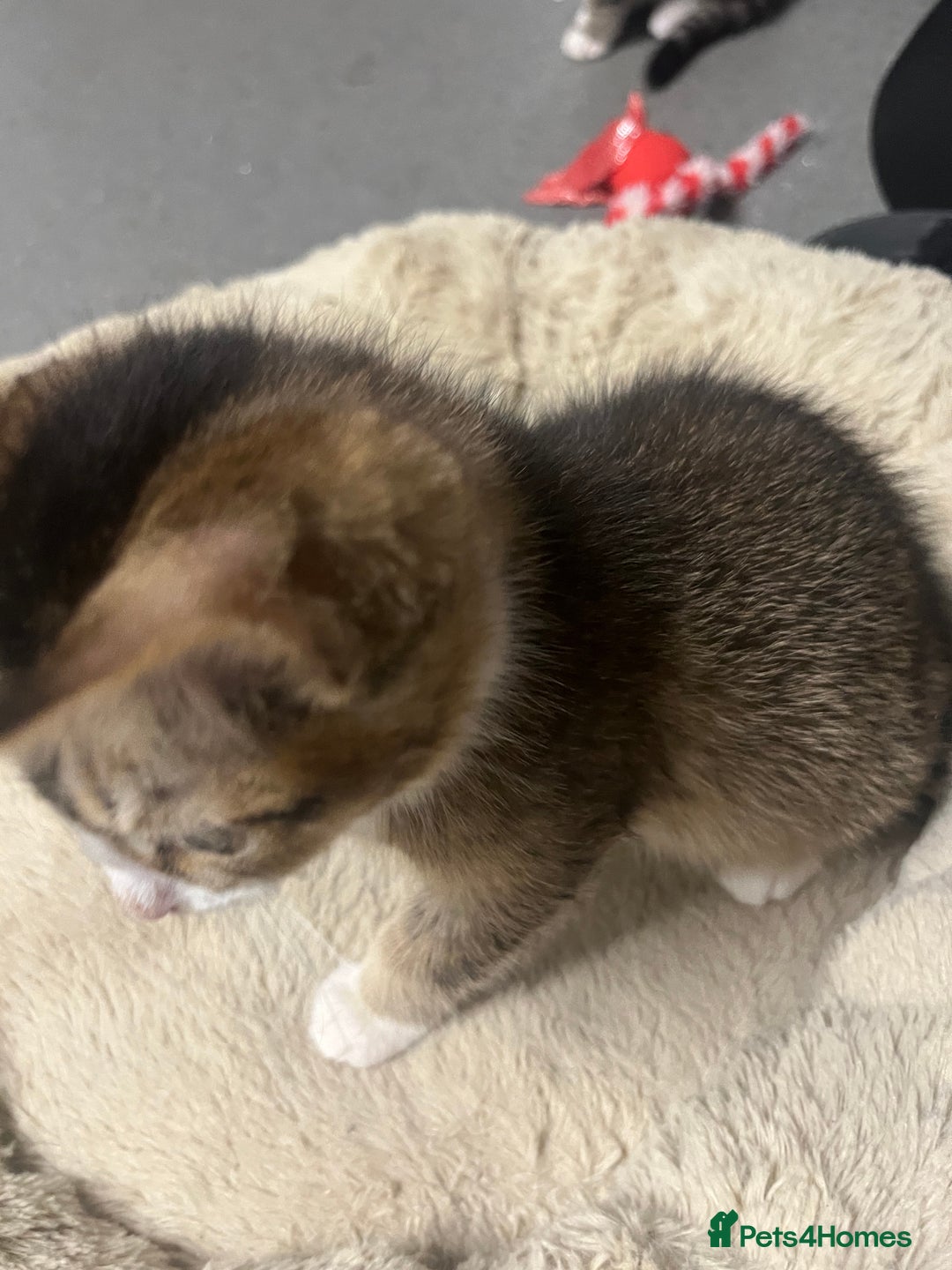 Siberian cats for sale: 🐾 Beautiful Siberian mixed green eyed boy Kitten - Advert 4