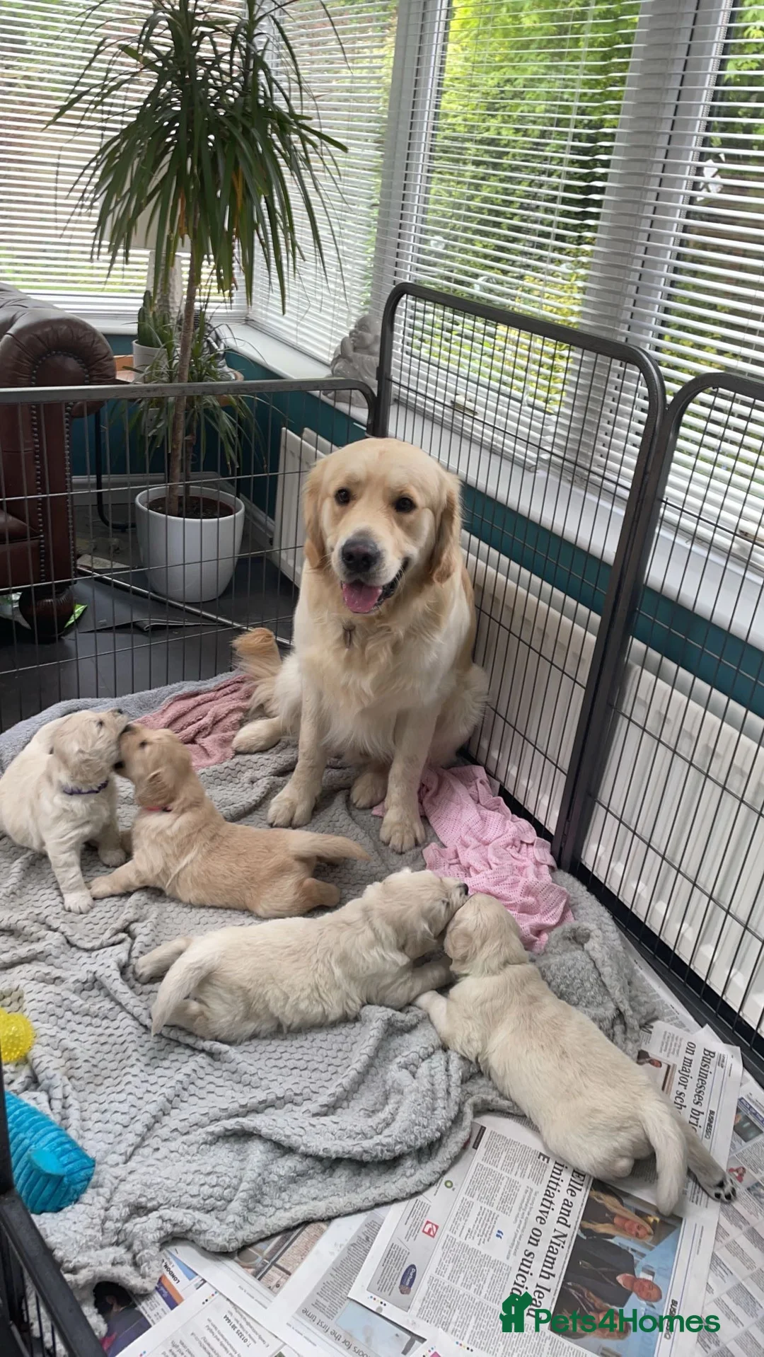 Golden Retriever dogs for stud: STUD - KC Registered - Golden Retriever  in Bishop Auckland - Advert 4