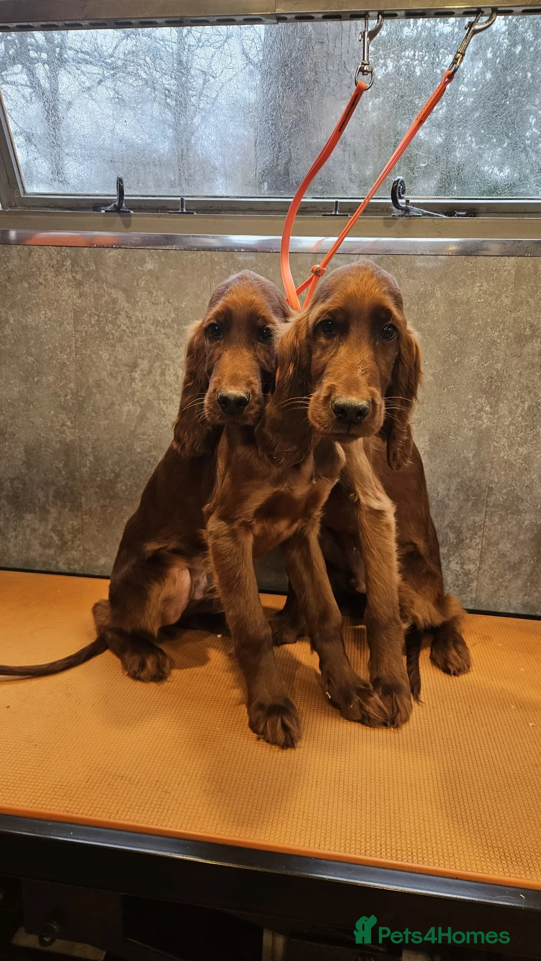 Irish Setter dogs for sale: 2 stunning Irish setters  - Advert 1