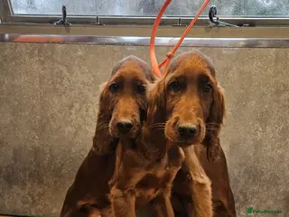 Irish Setter dogs 2 stunning Irish setters - Advert 1