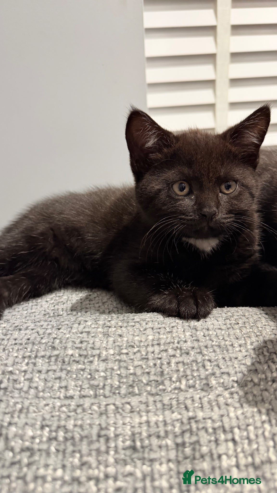 Mixed Breed cats 7 kittens looking their forever home - Advert 11