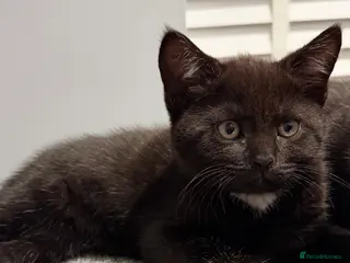 Mixed Breed cats 7 kittens looking their forever home - Advert 11