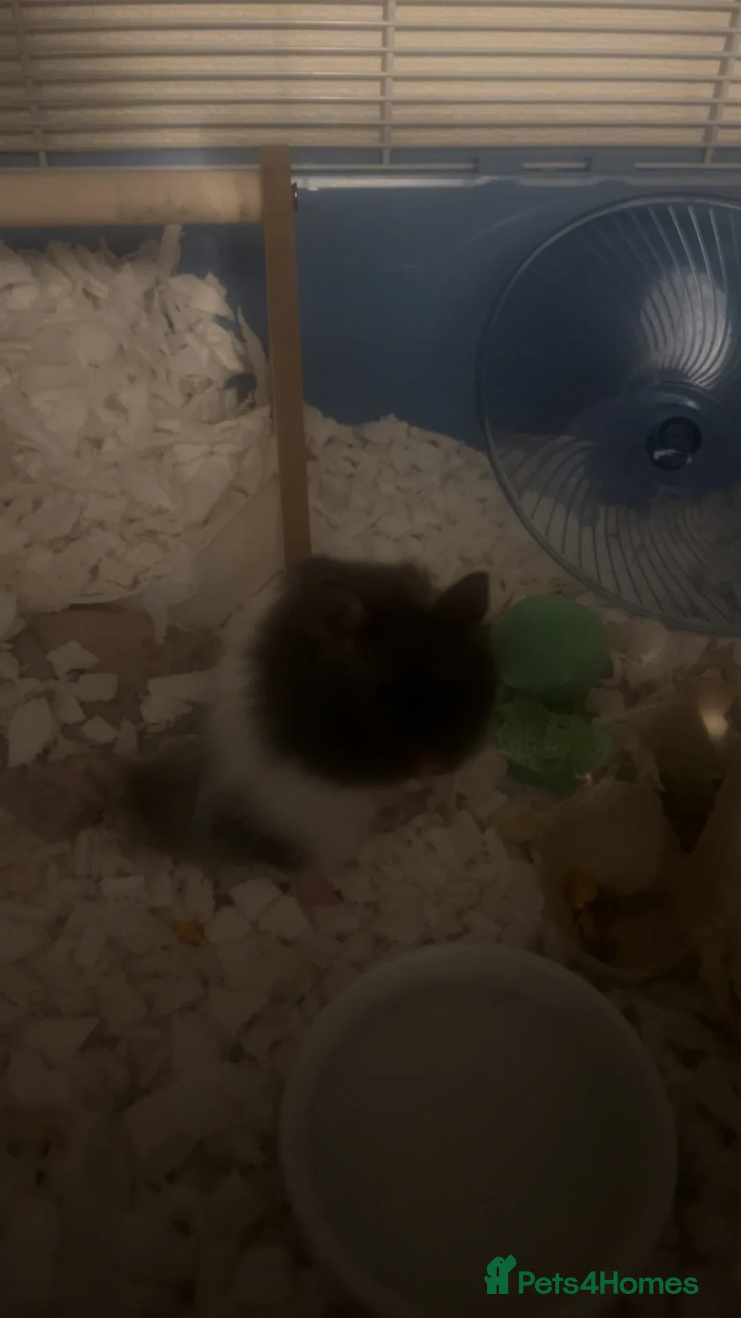 Hamster rodents for sale: Syrian hamster in Stanford-le-Hope - Advert 2