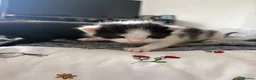 Mixed Breed cats for sale: 8 beautiful kittens for sale❤️ - Advert 17