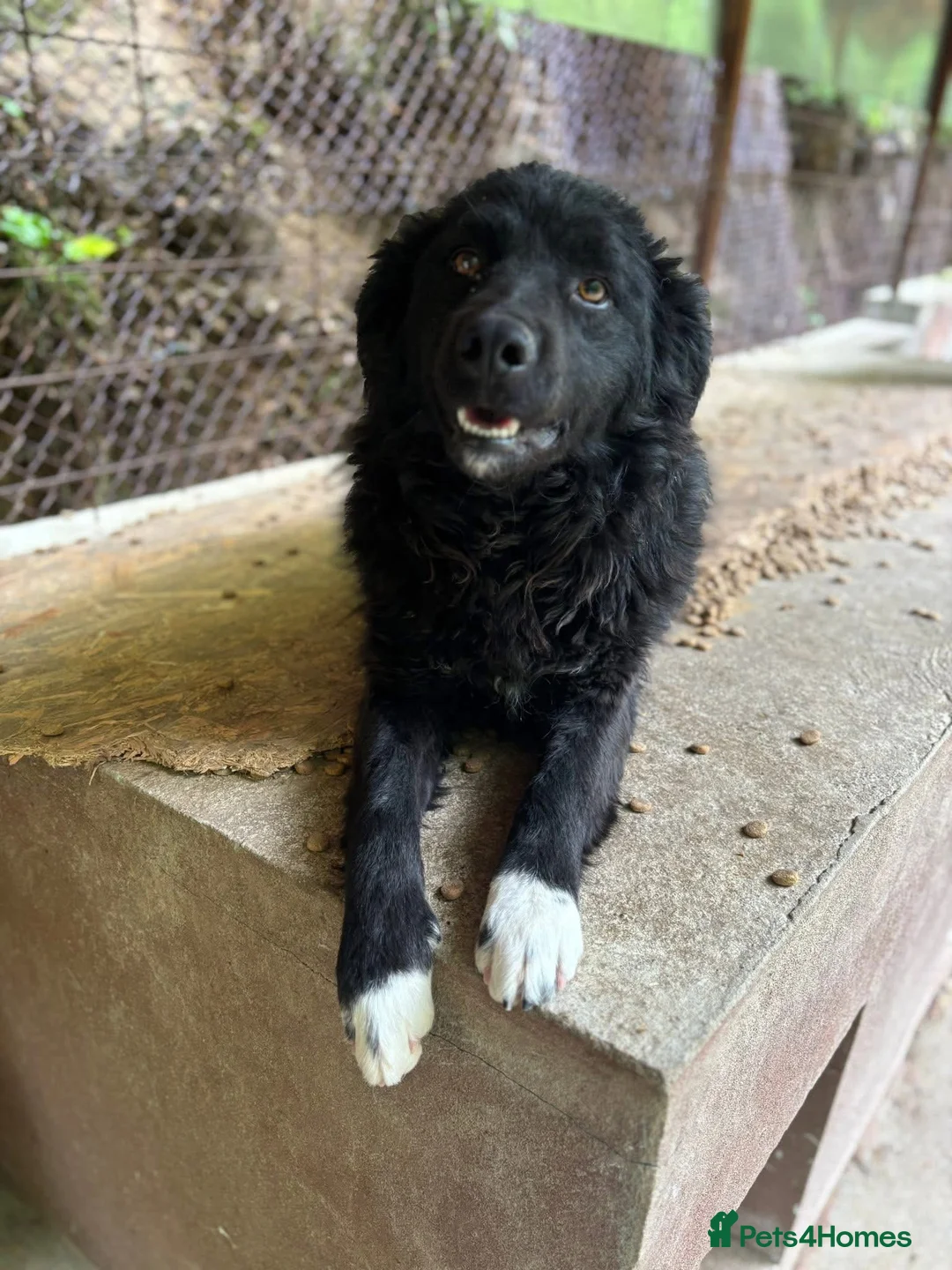 Mixed Breed dogs for adoption: Astra is looking for a family  - Advert 7