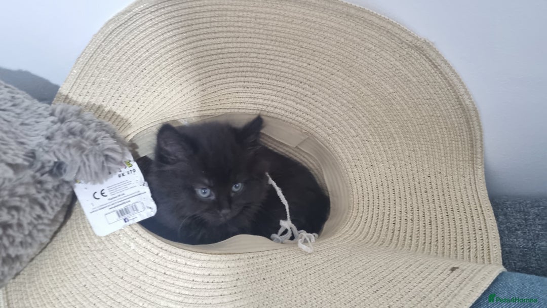 Turkish Angora cats for sale: Beautiful Fluffy Kittens Looking for Loving Homes - Image 38
