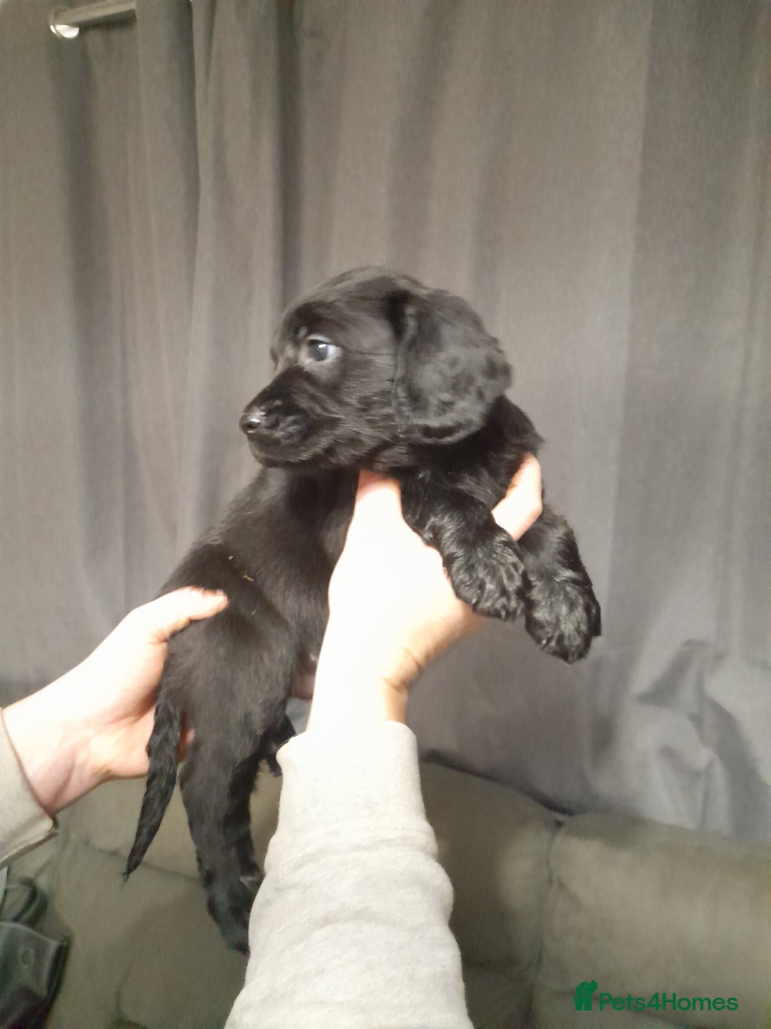 Springador dogs for sale: Springador puppys - Advert 6