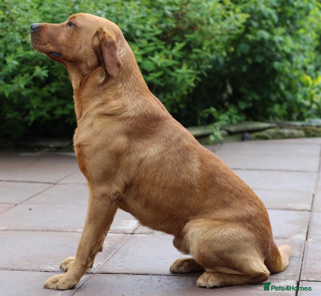 Labrador Retriever dogs for stud: For Stud KC fully health tested Red Labrador - Advert 4