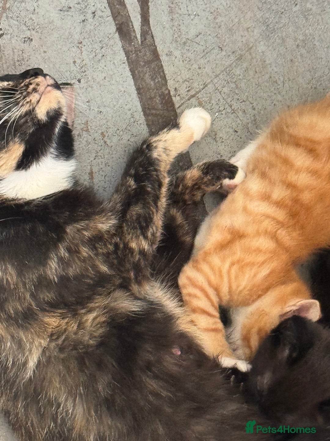 British Longhair cats for sale: Kittens for sale  - Image 1