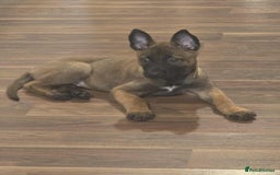 Belgian Shepherd Dog dogs for sale: Adorable 9 Week Old Belgian Malinois Puppy - Image 4