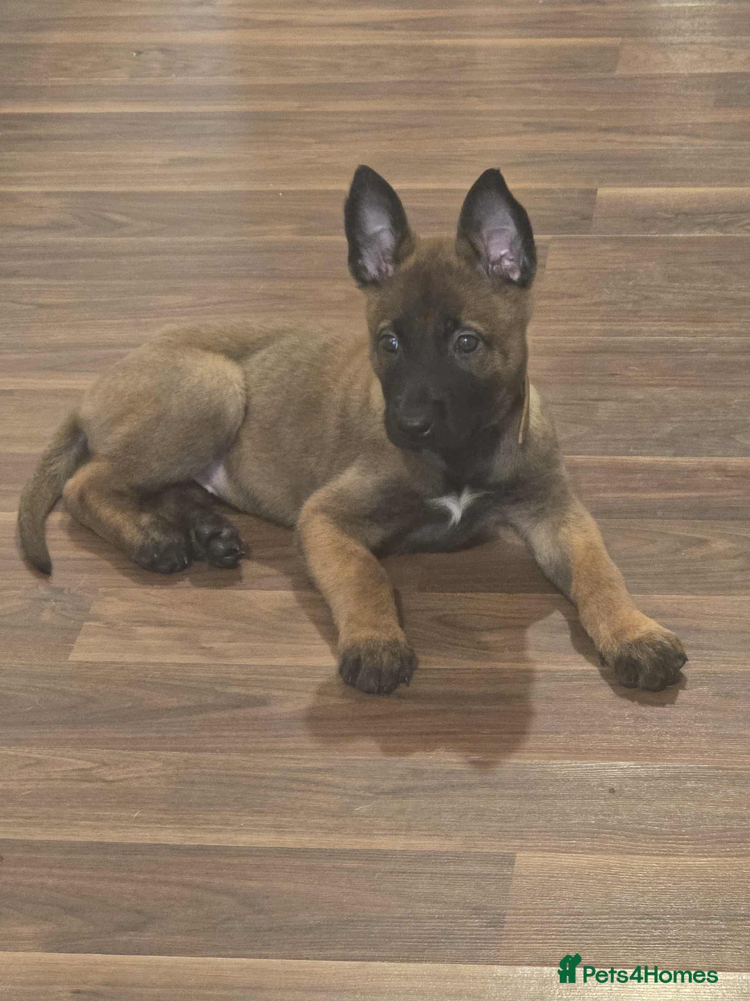 Belgian Shepherd Dog dogs for sale: Adorable 9 Week Old Belgian Malinois Puppy - Image 4