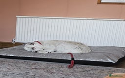 Mixed Breed dogs for adoption: Izzy  - Image 14