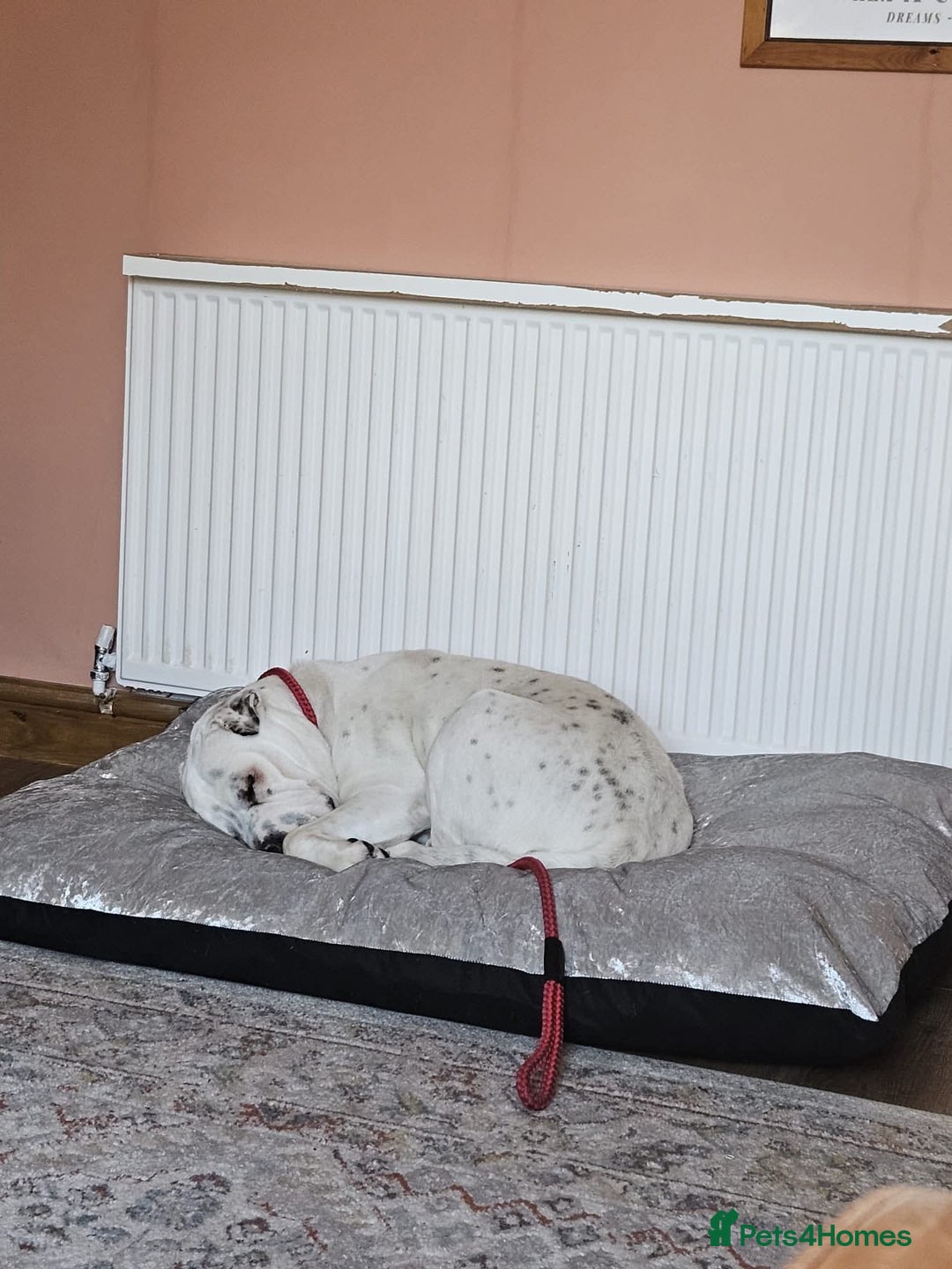 Mixed Breed dogs for adoption: Izzy  - Image 14