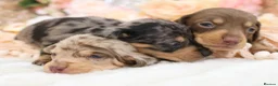 Miniature Dachshund dogs for sale: KC Miniature Dachshund Puppies - Advert 20