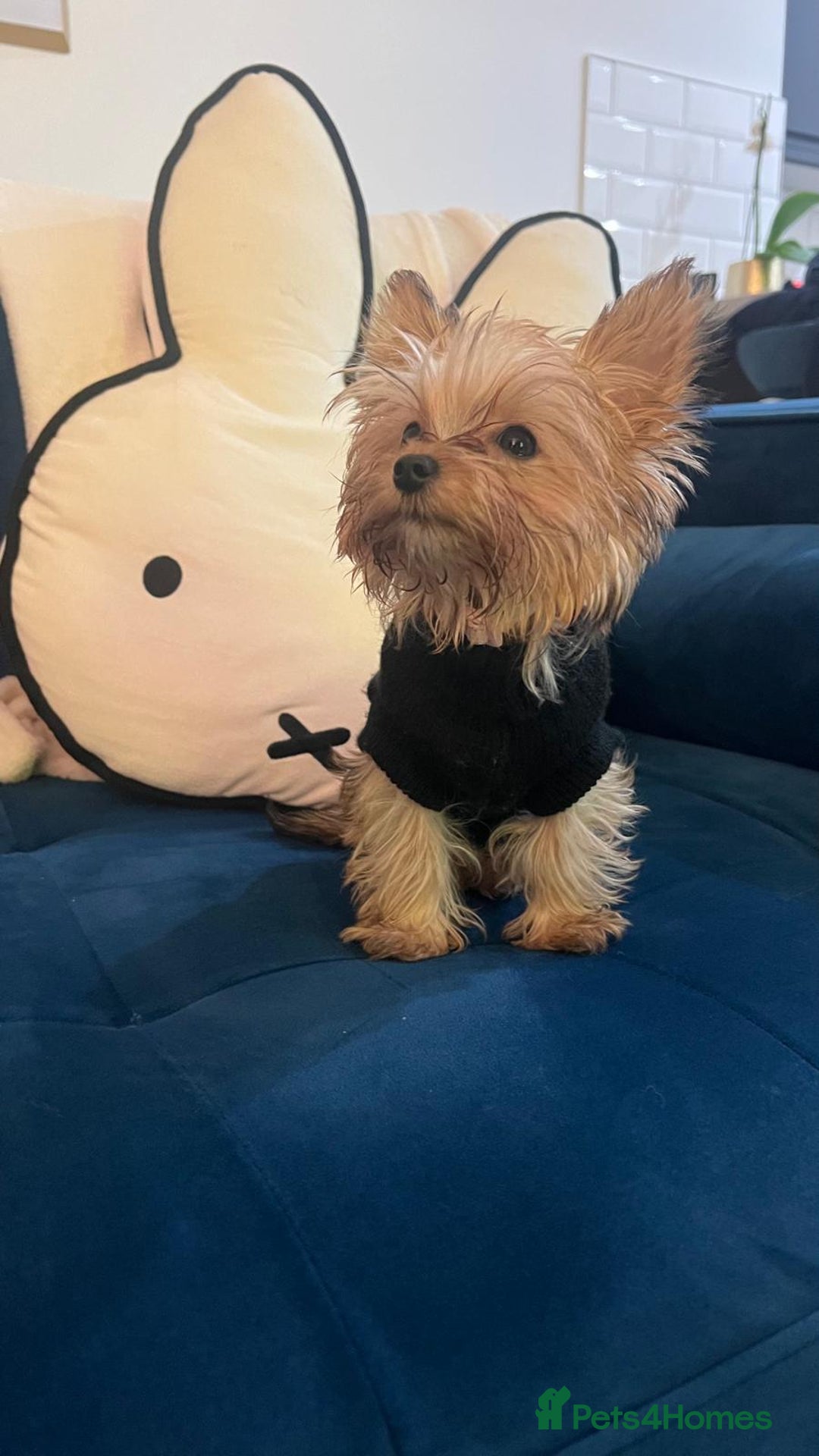 Yorkshire Terrier dogs for stud: Mini Gold dust Yorkshire terrier for stud in Dagenham - Image 7