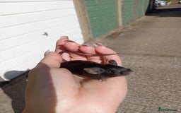 Mouse rodents for sale: Male fancy mice for sale  - Image 7