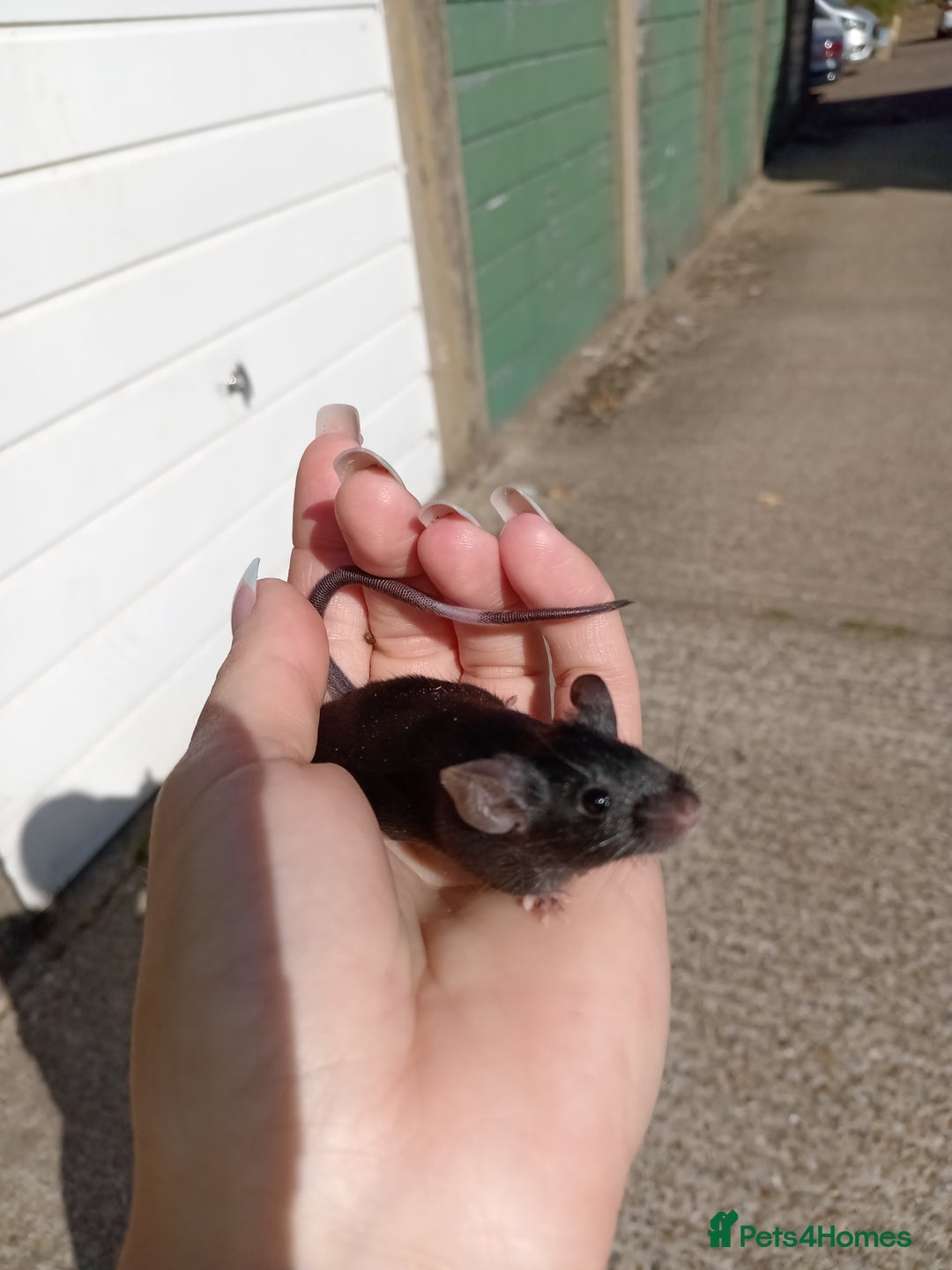 Mouse rodents for sale: Male fancy mice for sale  - Image 7
