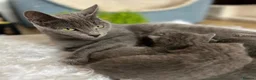 Russian Blue cats for sale: 2 Cute Russian blues ready to leave! - Advert 10