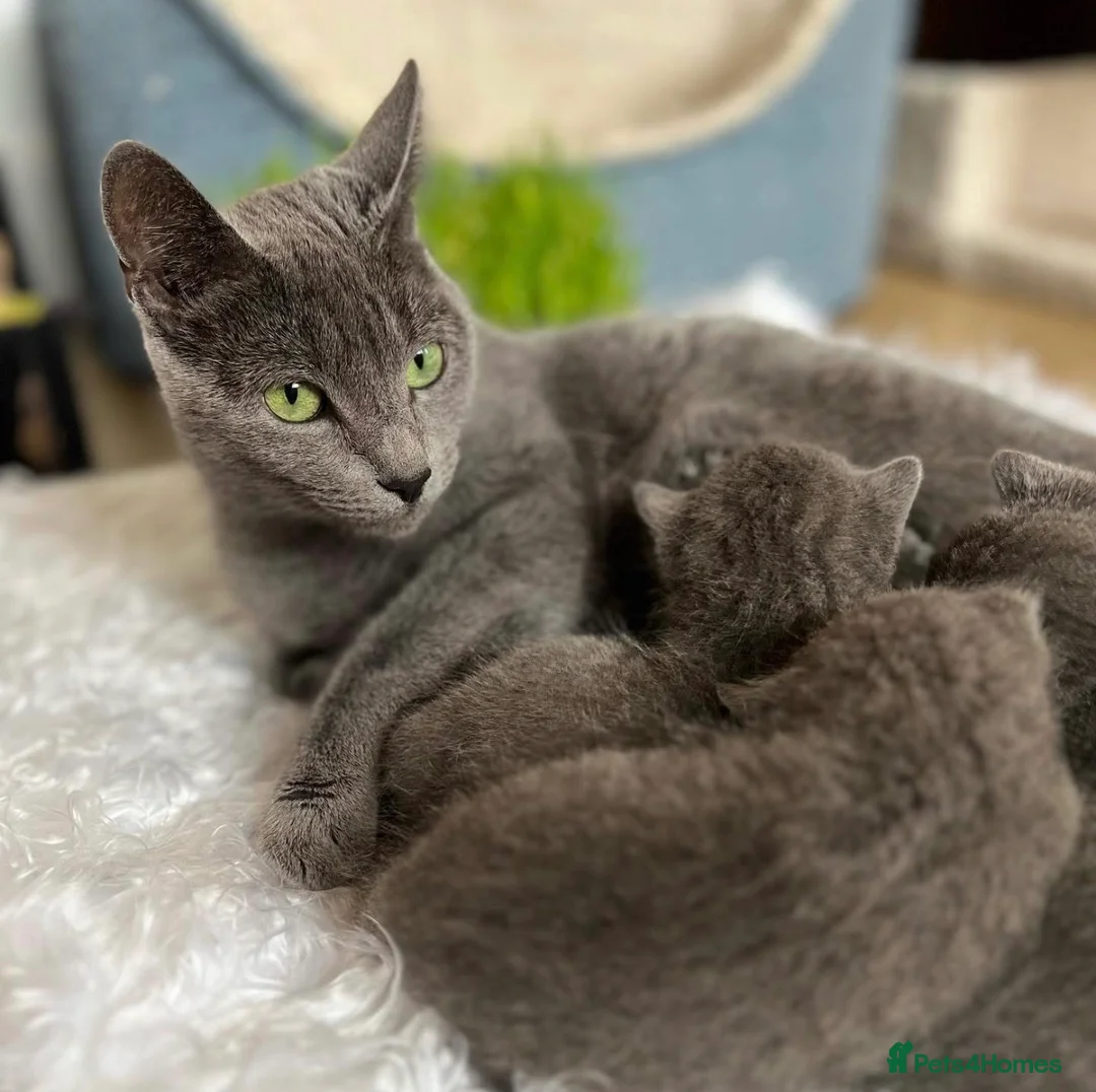 Russian Blue cats for sale: 2 Cute Russian blues ready to leave! - Advert 10