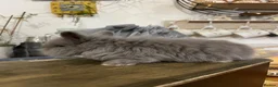 Mini Lion Lop rabbits for sale:  Beautiful Mini Lion Lop Bunnies  - Advert 3