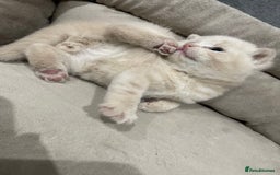 British Shorthair cats for sale: British shorthair  - Image 4