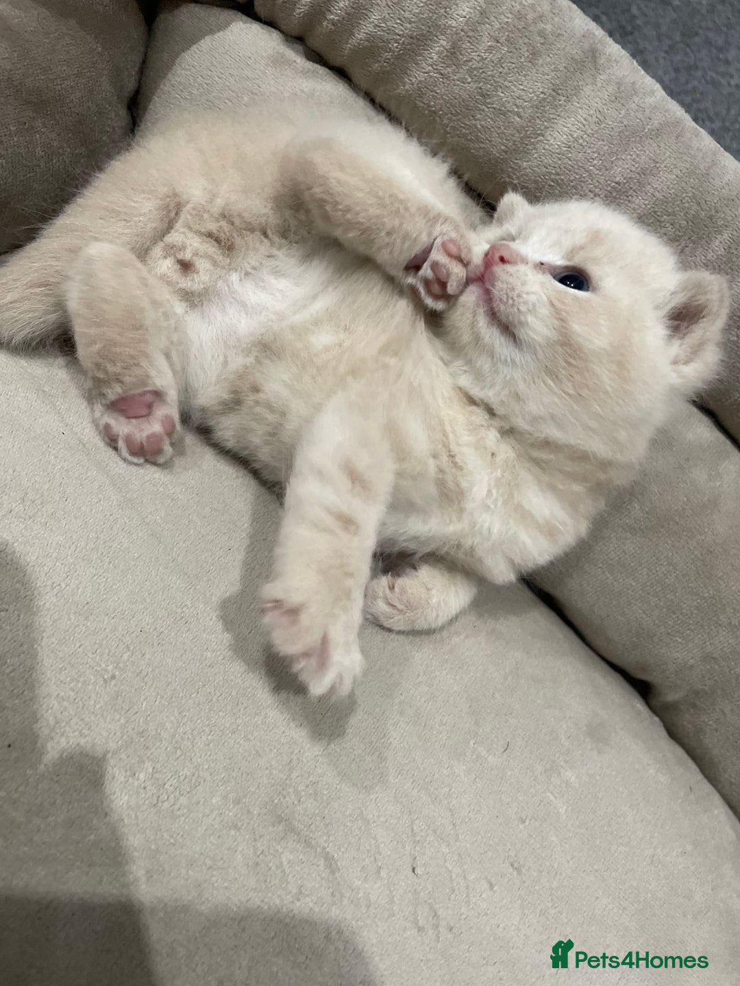 British Shorthair cats for sale: British shorthair  - Image 4