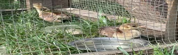 Peafowl poultry for sale: 2 Pea Chicks - Advert 8