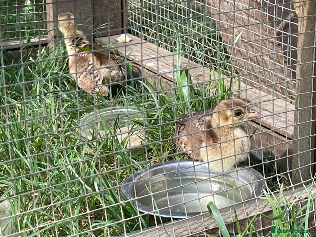 Peafowl poultry for sale: 2 Pea Chicks - Advert 8