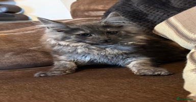 Maine Coon cats in Leeds - Advert 12
