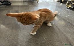 Mixed Breed cats for sale: I have four kittens for sale  - Image 3