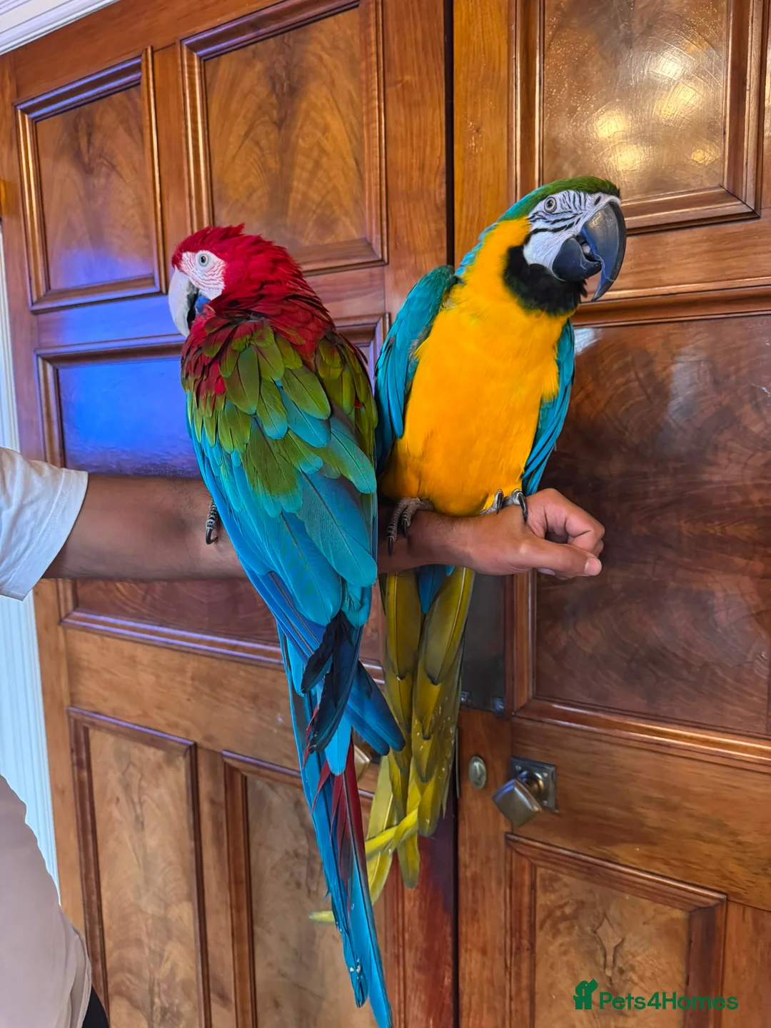 Macaws birds for sale: TAME & TALKING GREENWING MACAW - Advert 1