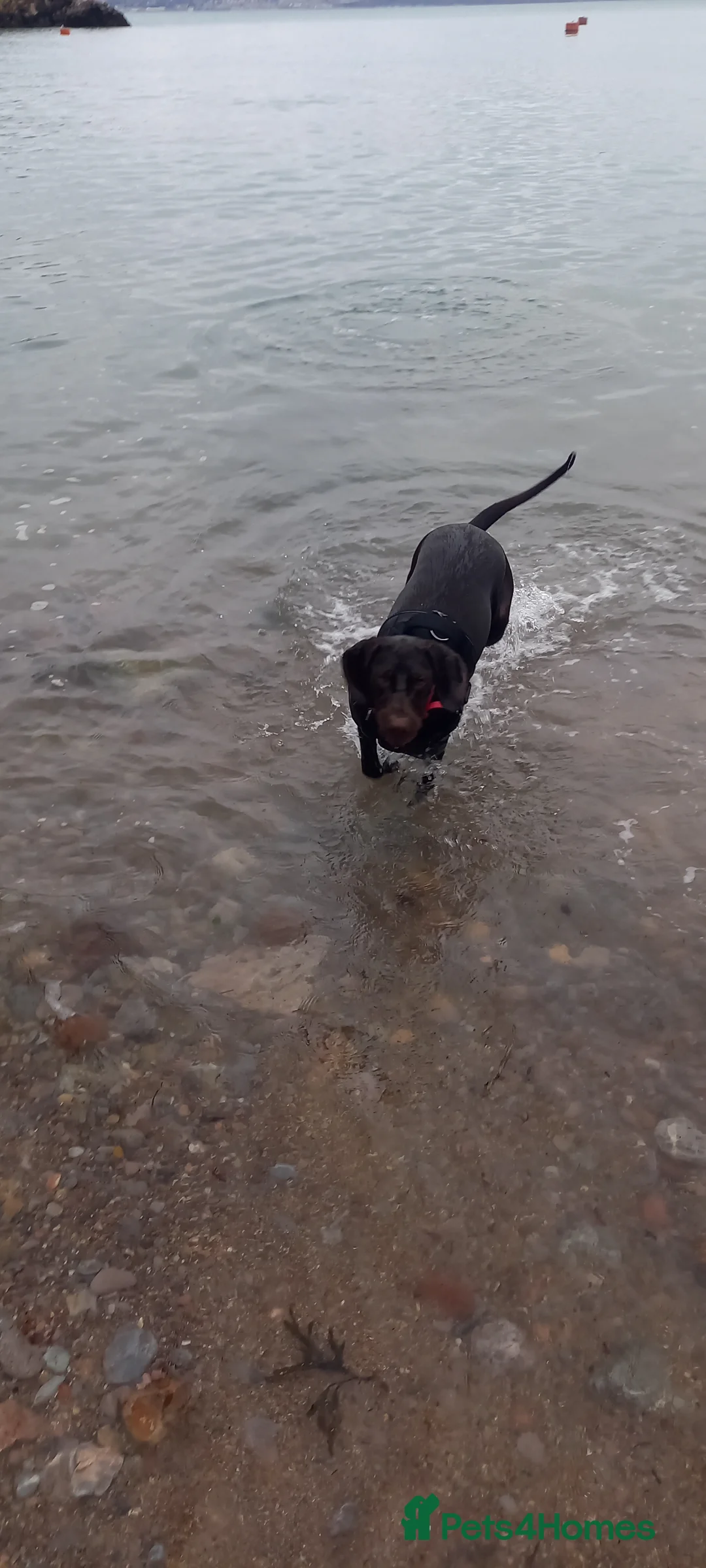 Mixed Breed dogs for sale: Our beautiful dog - Advert 8