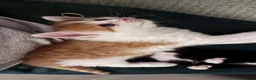 Mixed Breed cats for sale: 6 pretty little angel  in Northampton - Advert 38