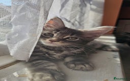 Maine Coon cats for sale: LARGE BREED Maine Coon cross  - Image 19