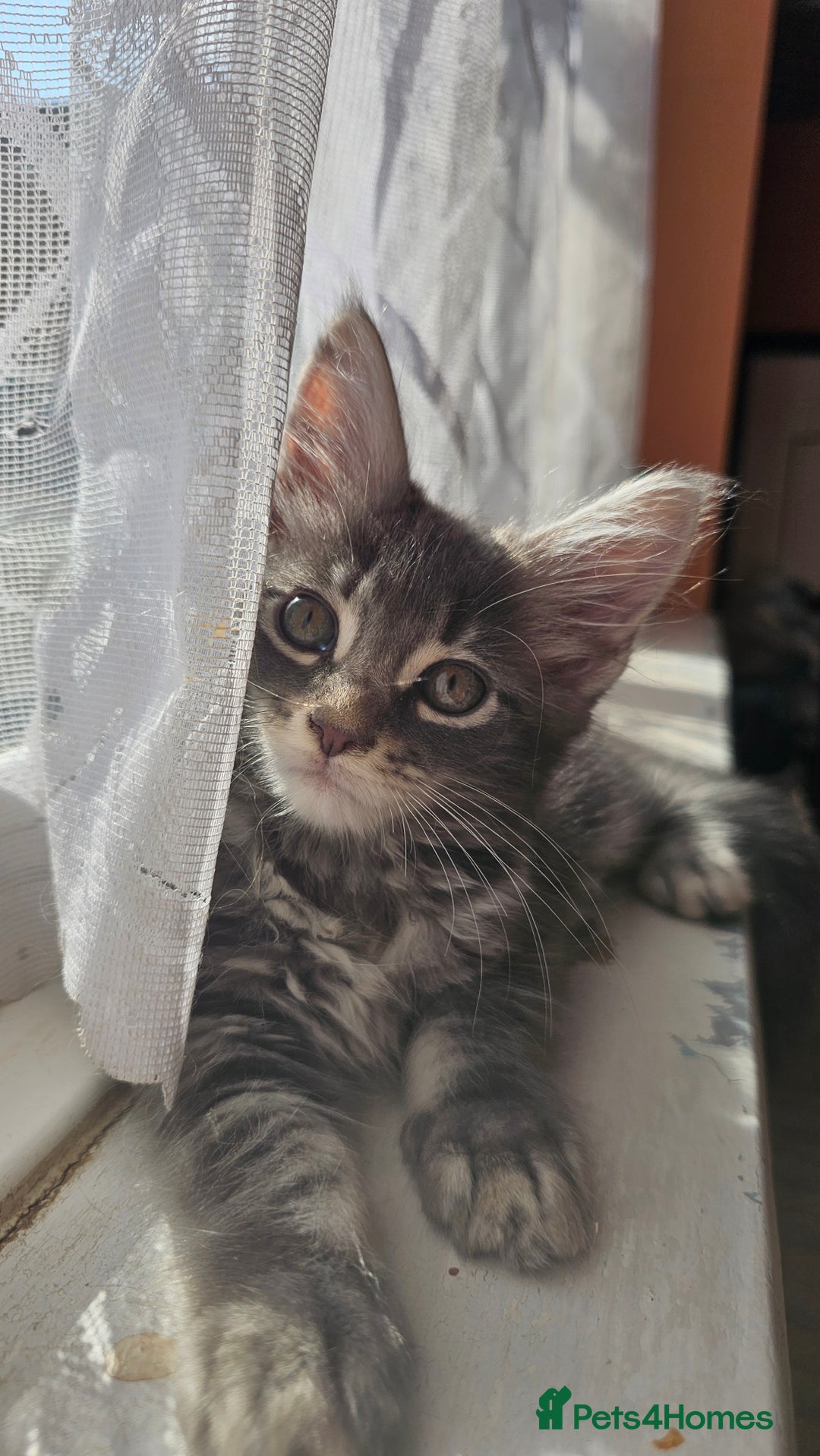 Maine Coon cats for sale: LARGE BREED Maine Coon cross  - Image 19