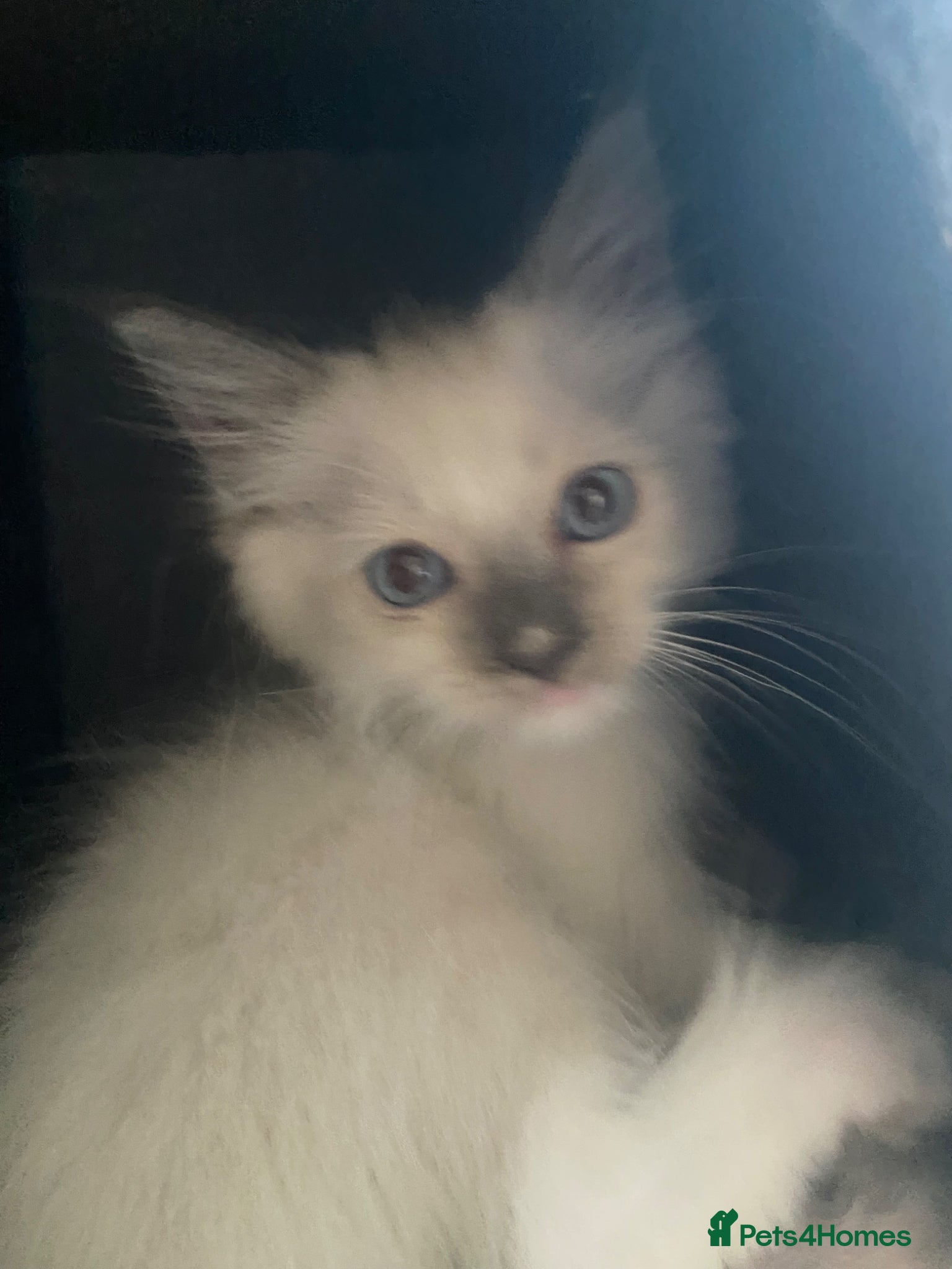 Ragdoll cats Stunning Blue boy - Advert 15