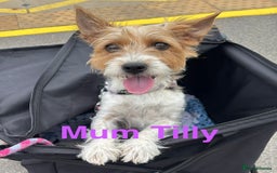 Mixed Breed dogs for sale: 6 Jack Russell x Yorkshire Terrier Puppies  - Image 20