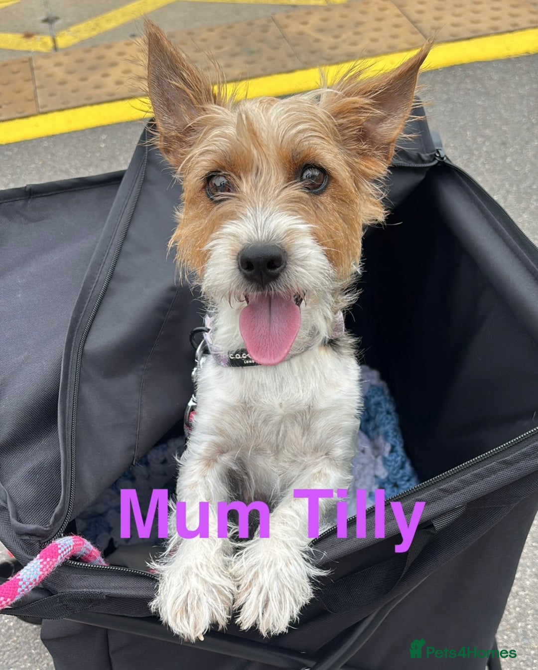 Mixed Breed dogs for sale: 6 Jack Russell x Yorkshire Terrier Puppies  - Image 20