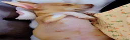 Chihuahua dogs for sale: Beautiful Chihuahua Puppies Raised in Loving Home - Advert 20