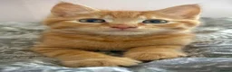 Mixed Breed cats for sale: Ginger kitten for sale  - Advert 4