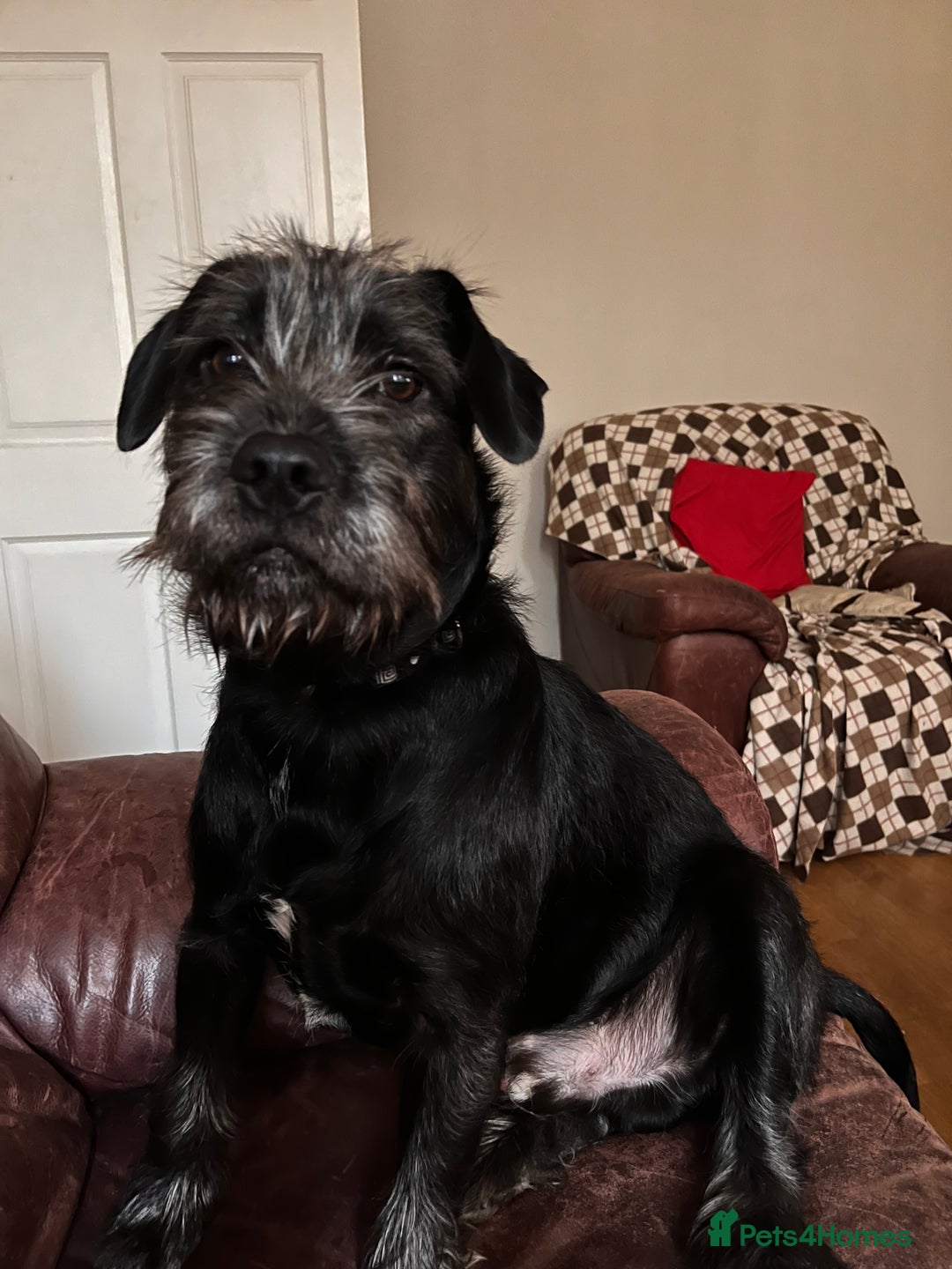 Mixed Breed dogs for sale: Mowgli/Mogi - Advert 12