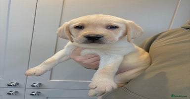 Labrador Retriever dogs Ready To Leave, 11 Weeks Old & Fully Vaccinated - Advert 14