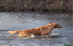 Golden Retriever dogs for sale: Gorgeous dark golden litter - Image 16