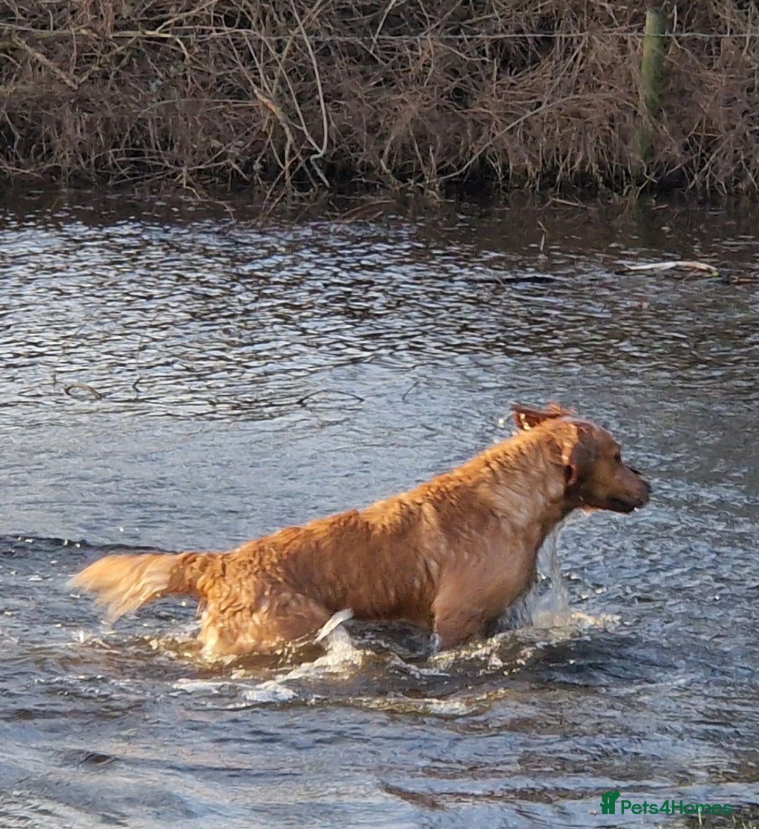 Golden Retriever dogs for sale: Gorgeous dark golden litter - Image 16