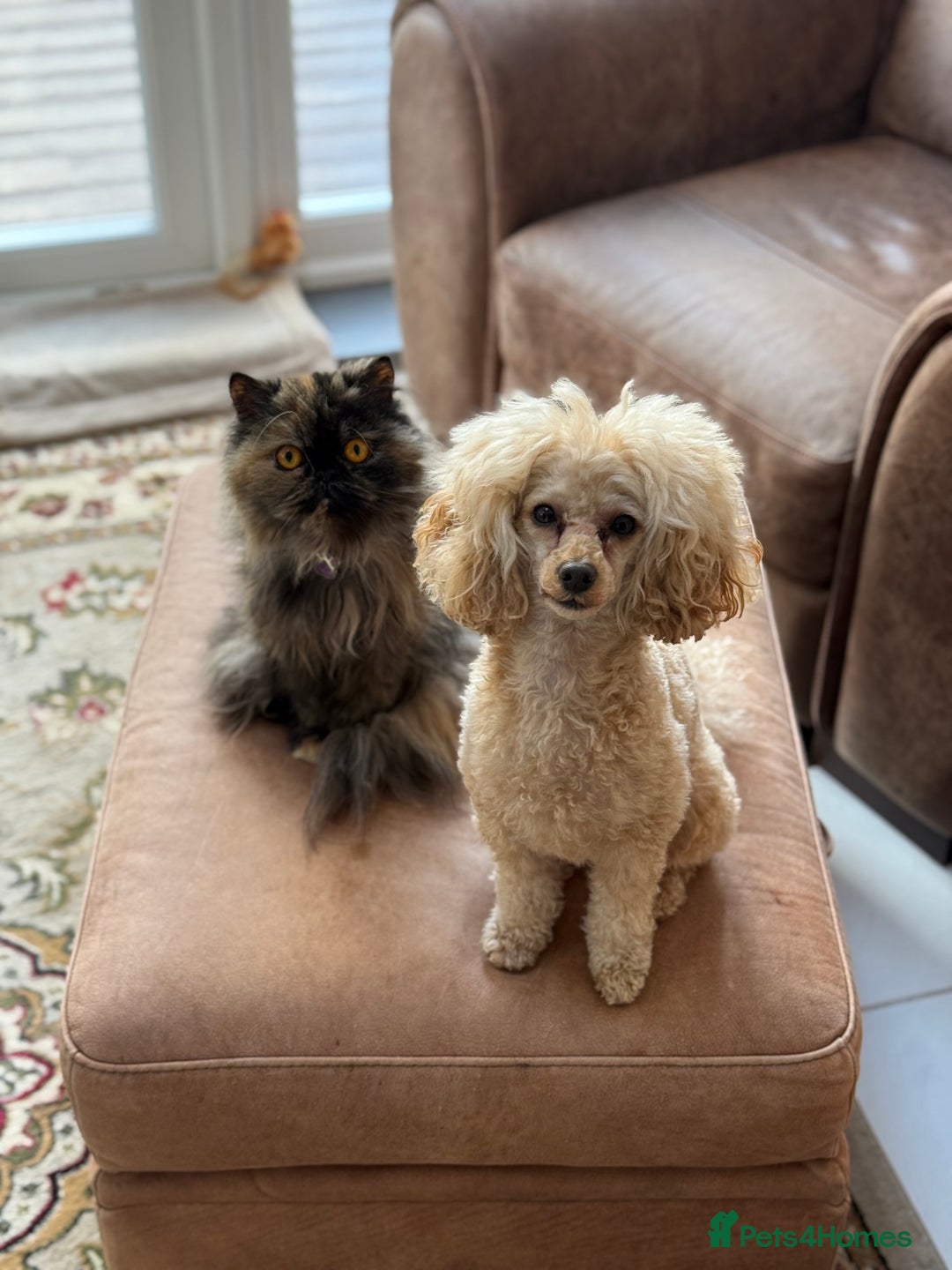 Persian cats for sale: Pedigree Persian Kittens - Two Beautiful Girls - Image 7
