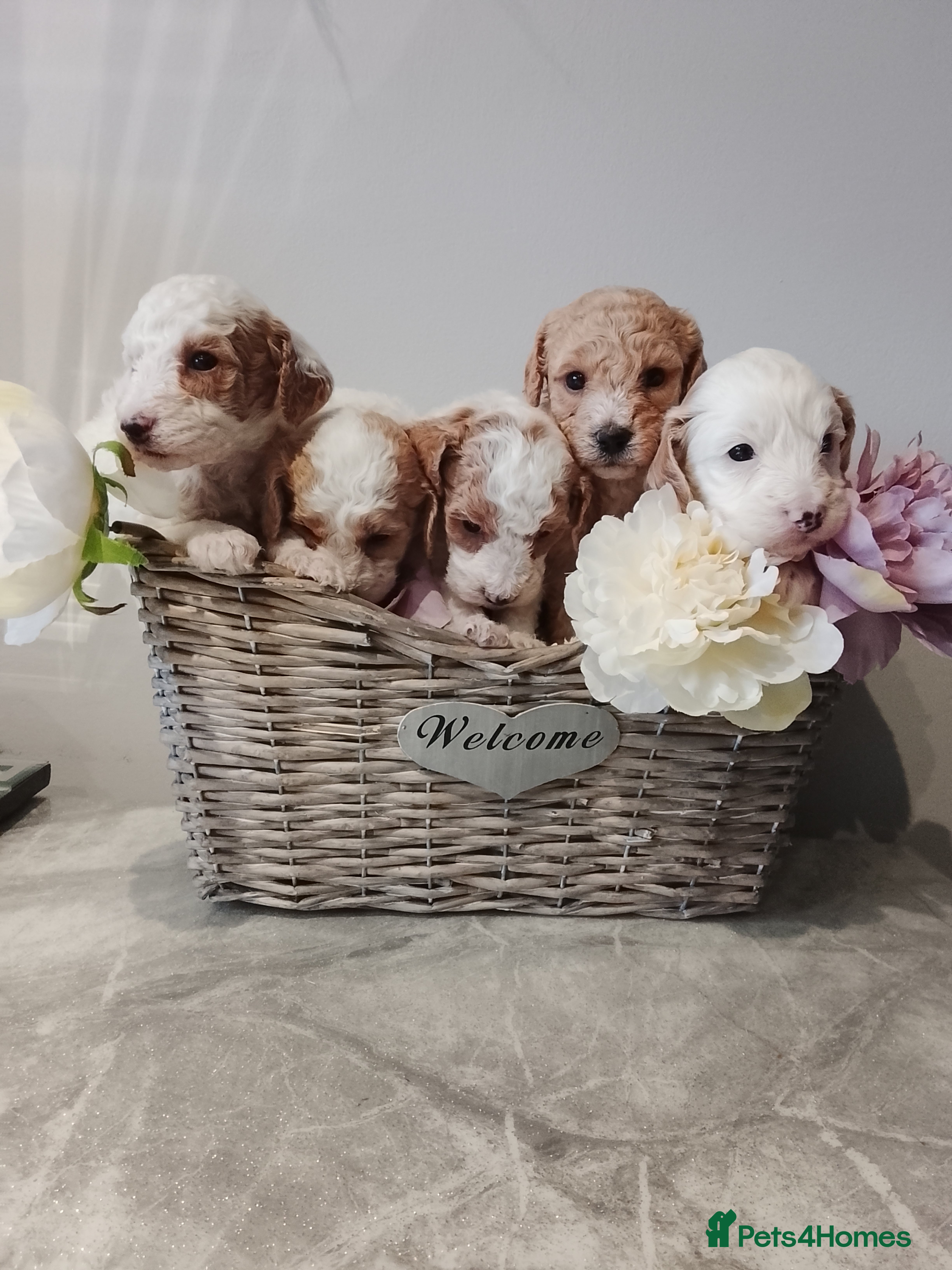 Cavapoo dogs Miniature cavapoos  - Advert 10