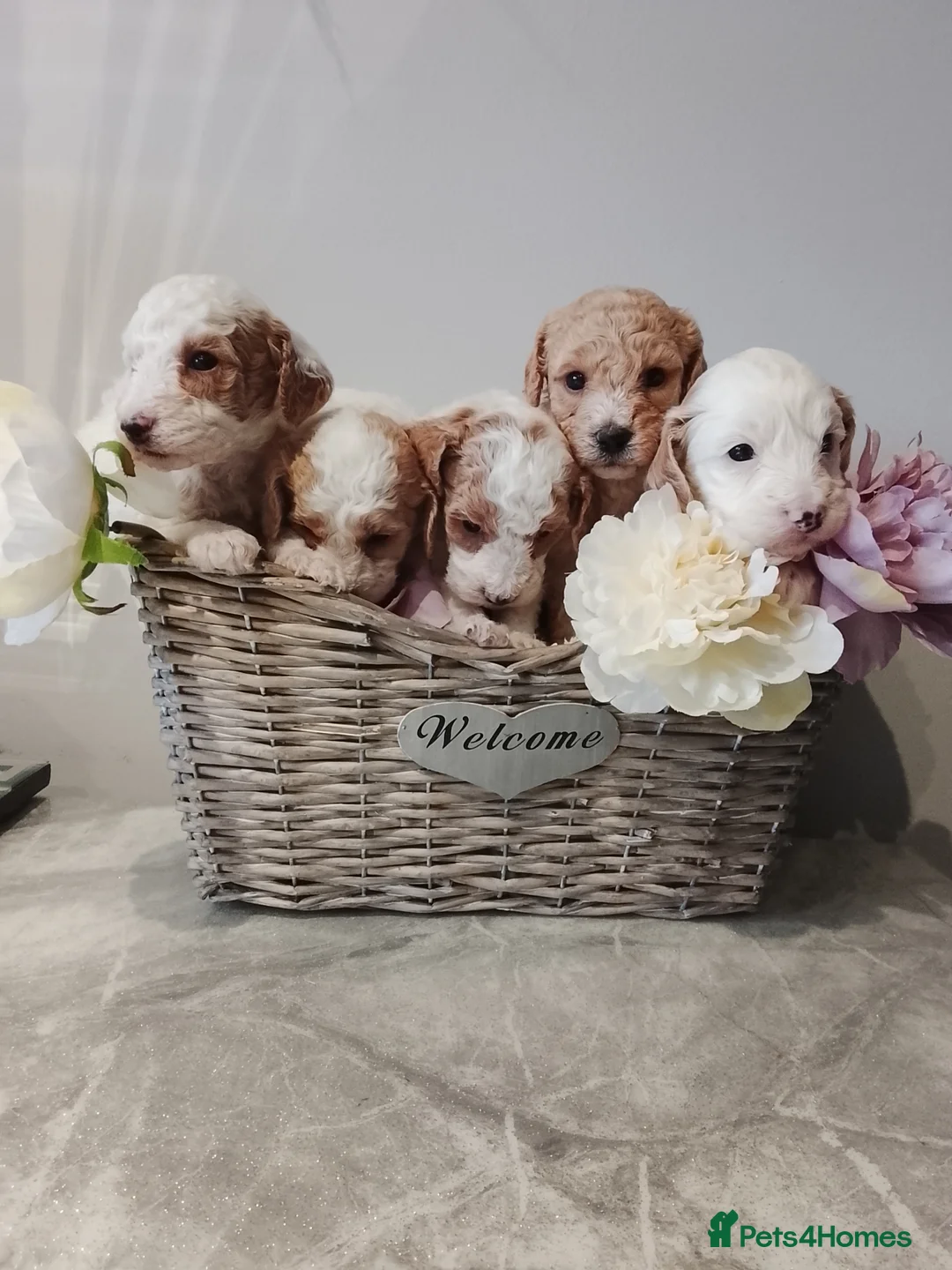 Cavapoo dogs for sale: Miniature cavapoos  - Advert 1